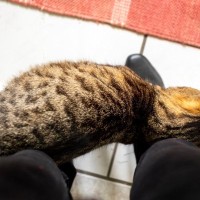 愛猫が飼い主さんからの『愛情を実感している』ときの4つのサイン　あなたの愛は伝わっている！