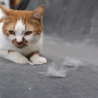 換毛期は特に試したい！愛猫の『抜け毛を取り除くのに便利なグッズ』5選