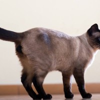 猫が呼びかけに『しっぽだけで応える』5つの意味　そっけないようで、ちゃんと聞いている？