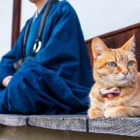愛猫が飼い主さんの『身代わり』になることがあるって本当？よく聞く3つの不思議なエピソード