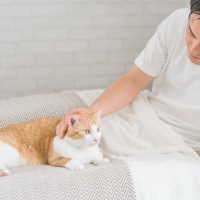 猫が『添い寝してくれない』のはなぜ？考えられる4つのワケ　前はしてくれていた場合の理由も
