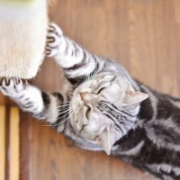 猫は本当に『飼いやすいペット』なの？そう言われる5つの理由　お迎え前に知っておいてほしい心得も