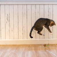 『好奇心が強い猫』がついついやっちゃう3つの行動　このタイプの猫を飼う上での注意点も