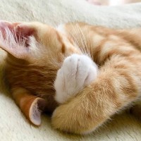 猫にも『恥ずかしい』という感覚はある？失敗をゴマかす行動に見られる、本当の理由