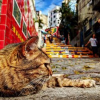 世界の国々では『猫』をなんて呼ぶ？鳴き声をどう表現するかもご紹介【夏休みの宿題応援！】