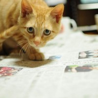 猫が『飼い主さんを邪魔する』ときの心理4選　仕事中やお料理中…やんわりやめてもらう方法は？