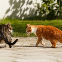 猫たちがバトル！正しい『ケンカの仲裁方法』2つのポイント　どの段階になったら止めたほうがいい？