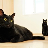 【8/17は黒猫の日】根強い人気を誇る『黒猫』にまつわる5つの豆知識！性格などの基礎知識も