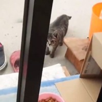 おそるおそるご飯を食べにきた子猫→保護されて数年…『意外な友達』と過ごす現在の様子に「幸せになれてよかった」「うるうる来ちゃった」の声