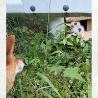 柴犬との散歩中に出会った『2匹の捨てられた子猫』→保護から2か月…成長した現在の様子に涙がでると22万再生「泣けた」「素敵な家族」