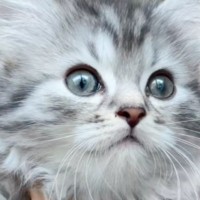 『たった1か月』で激変……猫の毛色が大きく変わった『衝撃のビフォーアフター』が170万再生「ブルベからイエベになった」「変わりすぎ」