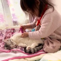 女の子が『猫を患者』にしてお医者さんごっこを始めた結果…思わず感動の『関係性』が446万再生「見ているだけで幸せ」「健気すぎて泣ける」