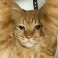 ふとキャットタワーのほうを見てみたら、猫が……『思わぬ状態』に爆笑が止まらないと96万再生「声出たｗｗ」「全てを諦めたかのようなｗ」