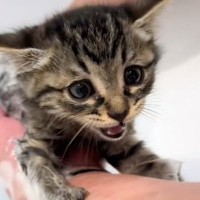 保護されて7日目の子猫→『初めてのお風呂』を頑張った結果…涙が出るほど尊い光景が110万再生「最高に可愛いい」「よかったねぇ泣」
