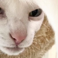 ハンモックの穴から顔を出す白猫→『額の位置』から出ていたのは…思わず目を疑う光景に18万いいね「何度見ても爆笑」「チョウチンニャンコウ」