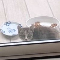 裏庭に現れた『ひとりぼっちの小さな子猫』を保護した結果…8か月間の軌跡と『現在の様子』に感動「幸せな気分になった」「運命的な出会い」