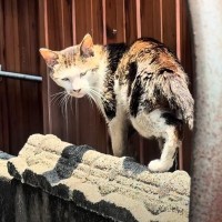 35度を超える猛暑日に『フラフラと歩くガリガリの野良猫』を保護…家で見せた表情に涙がでると6万再生「良かった」「救ってくれてありがとう」
