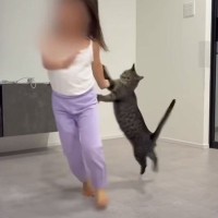 猫と人間とは思えないほど仲良く遊ぶ『5歳の女の子とネコ』…思わず胸が熱くなる光景が72万再生「本当に楽しそうですごい」「可愛すぎて涙」