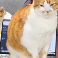 キーボードの上に座っている猫→『入力されている文字』を見ていたら…まさかの『結末』が181万再生「最後に大爆笑ｗ」「凄まじい中毒性」