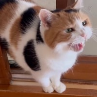 『いつもより早く帰宅したら……』三毛猫が見せた反応が可愛すぎると14万7000再生「すごい嬉しそう」「幸せで胸がいっぱいになった」