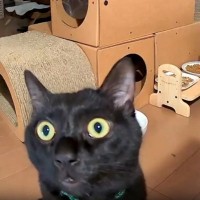 外出中にペットカメラから『通知』→猫の様子を確認してみたら…まさかの『可愛すぎる光景』が44万表示「絶対見ちゃう」「帰りたくなるねｗ」
