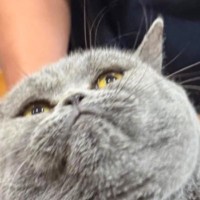 『なんでアゴでるのｗ』爪切りをしようとしたら…猫の『まさかの表情』に爆笑する人が続出「可愛すぎて変な声出たｗ」「電車で肩が震えてしまうｗ」