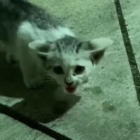 猛暑日に『ガリガリにやせ細った子猫』を保護して４年…思わず感動のビフォーアフターに「出会えて本当に良かった」「何度見ても涙が出る」