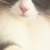 ご飯をもらうために渋々お手をするネコ…まさかの『表情』に爆笑の声が続出「舌打ちしてそうで草」「めっちゃ可愛いｗｗ」と15万再生