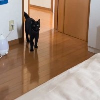 熱を出して寝込んでいたら…寝室にやって来た猫がとった『まさかの行動』が素敵すぎて泣けると45万再生「すごい尊い」「何よりのお薬だね」