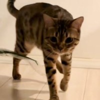 猫がカメラの前にやって来たと思ったら…あまりにも想定外な『ポーズ』に爆笑する人が続出「不意をつかれたｗ」「手出っぞって感じｗ」