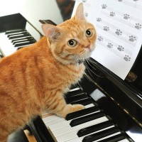 「ミャオ～ジック」は猫のストレスを和らげる？米大学の実験で明らかになった、音楽の可能性