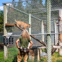 人気に乗って「ネコ科の大型動物」をペットにしたものの、手に負えずに手放す人が急増中　英国