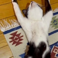 『怖すぎる』仰向けの状態で寝ていた猫→顔を覗き込んでみたら…衝撃の『表情』が70万再生「めっちゃ笑ってしまった」「人間化してるｗ」