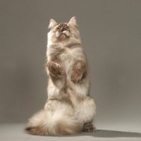 猫が『後ろ足で立つ』タイミング4選とそのときの気持ち　まるで人間のようにスクっと…一体なぜ？