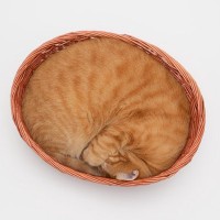 猫が『体を丸めて寝ている』ときの理由4選　よく見るニャンモナイトには色々な意味が！