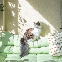 猫の『しっぽの種類』は全部で8つ！それぞれの呼び名や特徴、よく見られる猫種を解説