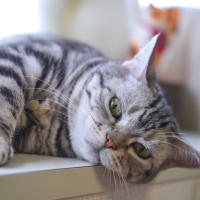 猫が好きな『冷たいもの』4選　与えたり使ったりするときの注意点も