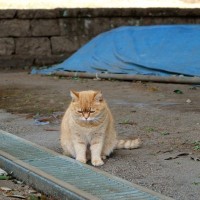 ストレスを抱えた猫に起こり得る『心の病気』4選　予防のためにできる対処法も