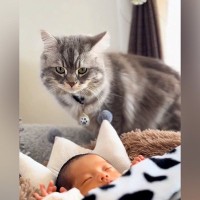 『生まれたばかりの赤ちゃん』と猫がご対面→クンクンしていると思ったら、次の瞬間…涙が出るほど愛おしい『まさかの行動』に思わずほっこり