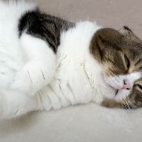 昼寝中の猫に『ごはんだよ』と伝えてみた結果…思わず笑顔になる『検証の様子』に「めっちゃ癒された」「可愛すぎて悶えた」と4万再生