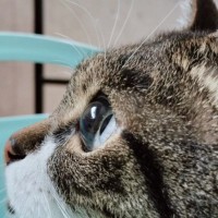 飛んでいる虫を見つめる猫→横から見てみると……あまりにも綺麗な『瞳』に1万5000いいね「宝石のように美しい」「すっごい」