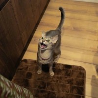 愛猫が『飼い主さんをじっと見つめて鳴く』のはなぜ？考えられる4つの理由　どう応えるのが正解？