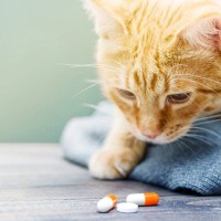 愛猫が『口にすると命を落としかねない危険なもの』5選　誤飲したときの対処法も