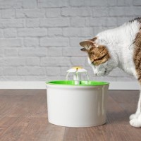 見逃し厳禁な『猫の水分不足サイン』6つ　脱水症状が危険な理由と対処法も