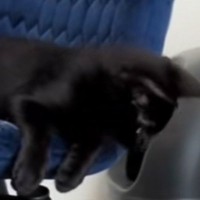 はじめましての新入り子猫に対して、先住猫が……あまりにも独特な『挨拶の仕方』に吹き出す人が続出「癖が強いｗ」「ニョロニョロしてるｗ」