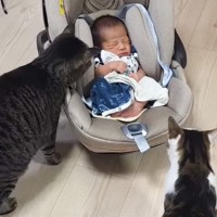 お家に新しい家族がやって来たら……猫と赤ちゃんの『初対面の光景』が尊すぎると55万再生「とっても素敵」「優しさがあふれてる」と話題に