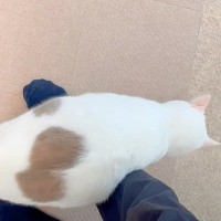 仕事へ行こうとしたら、ネコが足の甲に乗ってきて…絶対にスルーできない『まさかの行動』に「行かないでって言ってる」「大好きなんだね」と反響