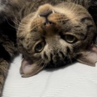 『ベッドの上にいる猫』を見て思わず笑った飼い主さん→SNSにあげると…とんでもない寝相が話題となり94万再生「猫背治るｗ」「手術の体勢ｗ」