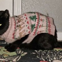 いったいなぜ…？外出から帰ると、毎回違う『セーター』を着て帰宅する猫ちゃん　真相は謎のまま