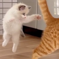 『白くてふわふわの保護子猫』と19匹の先住猫の日々を記録→最初は弱々しかったのに…現在の『まさかの態度』が23万再生「プリンセス感」